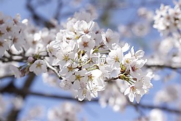 樱桃,花
