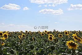 太陽花,向日葵的字段,天空
