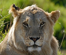 獅子,肯尼亞,野生動物園