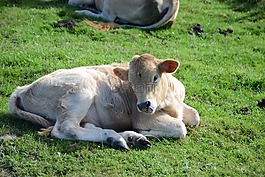 動物,牛,牲畜