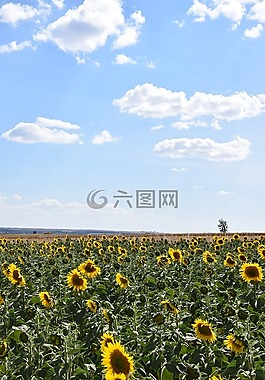 太陽花,向日葵的字段,天空