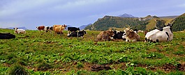 牛,普拉托,山