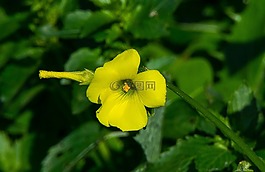 性質(zhì),植物,葉