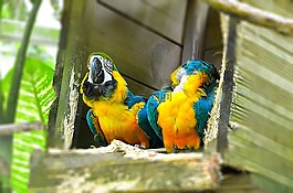 鸚鵡,鳥,豐富多彩