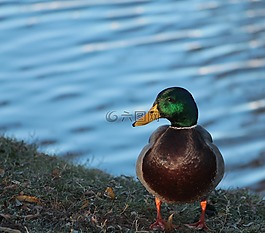 鴨,男,鳧