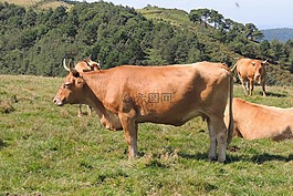 動物,牛,牲畜