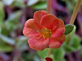 花,锈,黄色
