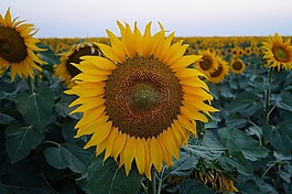 農(nóng)業(yè),花,夏天