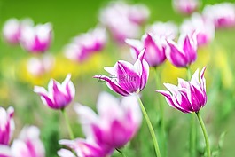 郁金香,鮮花,夏天