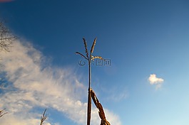 藍(lán)色,天空,云