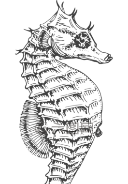 海馬,銀,干