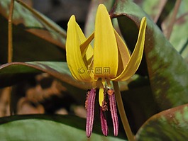 鱒魚百合,百合,自然