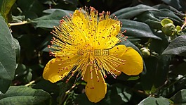 鮮花,黃色,性質(zhì)