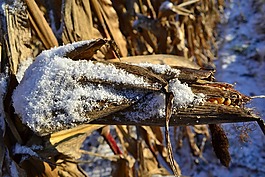 玉米棒,雪,玉米