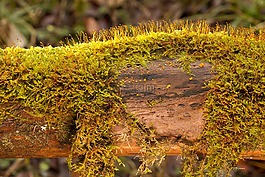 苔,性質(zhì),廠