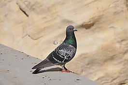 鴿子,鳥,羽毛