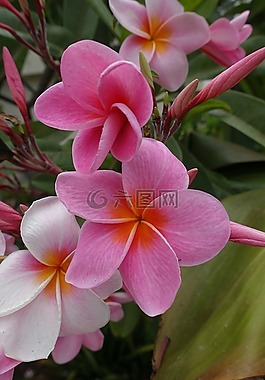 花,粉紅色,花卉