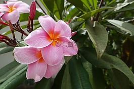 花,粉紅色,花卉