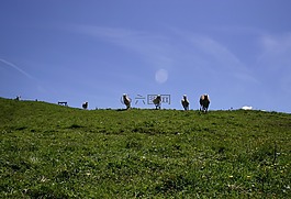 蒂罗尔,gräner 烦扰 alpe,草地