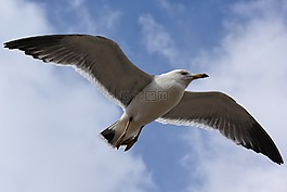 動(dòng)物,天空,云