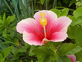 槿,粉紅色的花,花