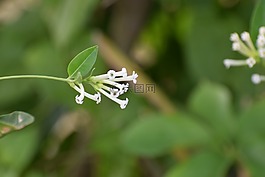 花,花園,樹