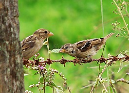 鳥,性質,動物