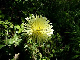 花,urosperme,春天