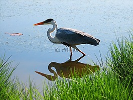 鳥,鏡子,性質(zhì)