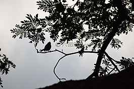 鳥,上午,日出