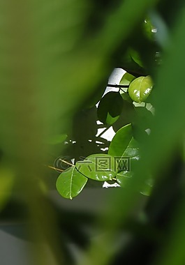 葉子,綠色,植物