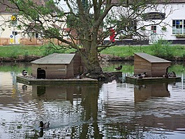 鸭,池,国家
