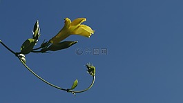 花,黃色,自然