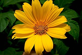 花,向日葵,黃色