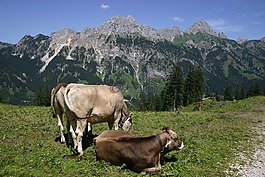 蒂罗尔,gräner 烦扰 alpe,奶牛