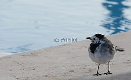 鳥,性質(zhì),海灘