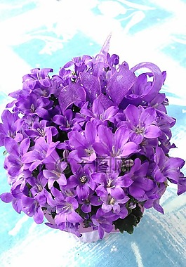 花卉,紫色,紫色小花