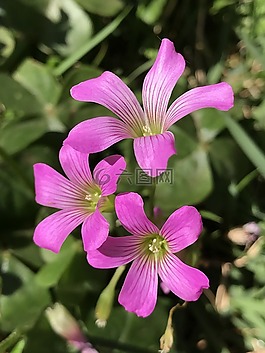 鮮花,花園,性質(zhì)