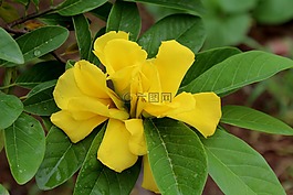 葉,自然,植物區(qū)系