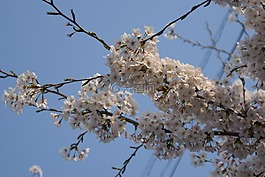 樱桃花,鲜花,春天的花朵