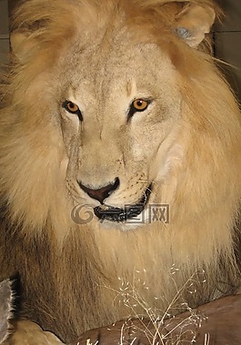 獅子,男,野生動物園