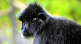 銀色,lutung,阿博雷爾