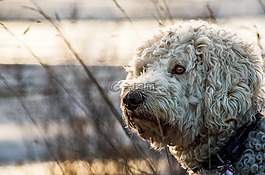 goldendoodle,混合动力,动物