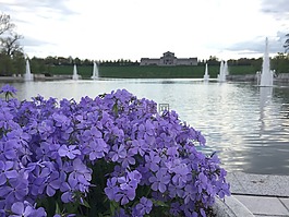 花,紫色,噴泉