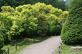 木材,花卉園,人工林