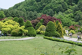 木材,花卉園,人工林