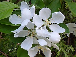 蘋果花,白,蘋果