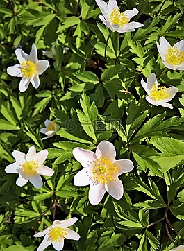 森林植物,木?？?海葵 nemorosa