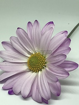 花,植物區(qū)系,自然