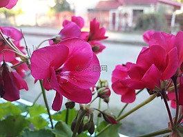 花,自然,植物